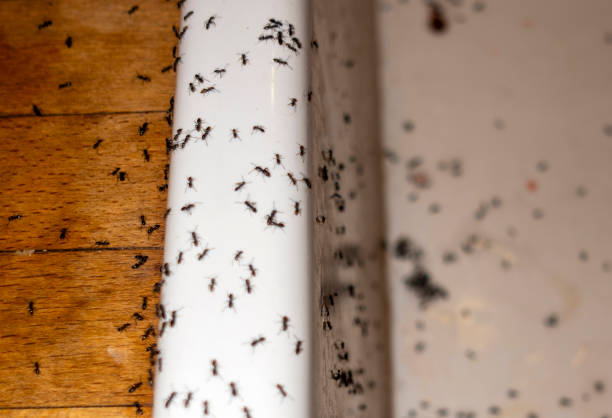 Best Affordable Pest Control Services  in Dewey, OK